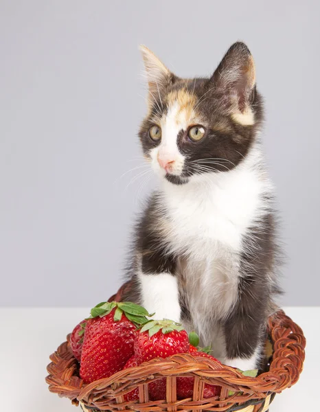 Kätzchen mit Erdbeere — Stockfoto