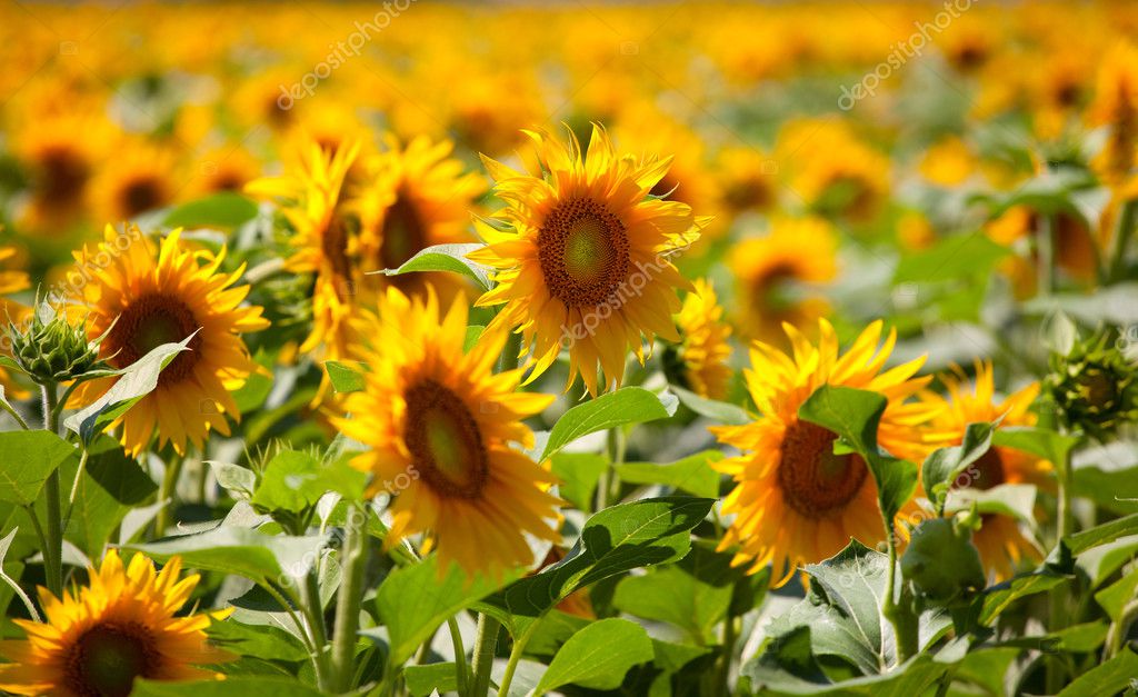 Hojas de girasol fotos de stock, imágenes de Hojas de girasol sin royalties  | Depositphotos