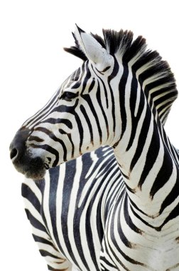 Grant 'in Zebra' sı (Equus quagga boehmi)