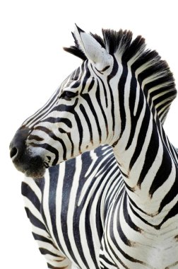 Grant's zebra (Equus quagga boehmi) clipart