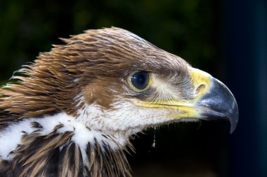 Imperial eagle (Aquila heliaca) clipart