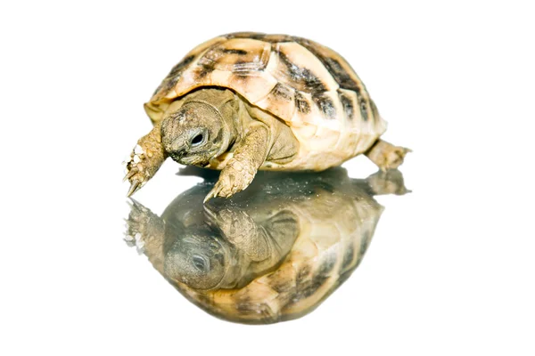 stock image Hermann s tortoise (Testudo hermanni) baby