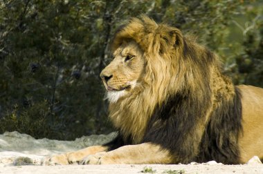 Erkek aslan (Panthera leo)