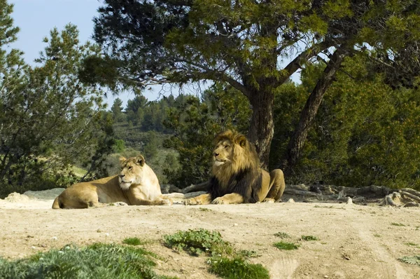 stock image Male and female lion (Panthera leo)