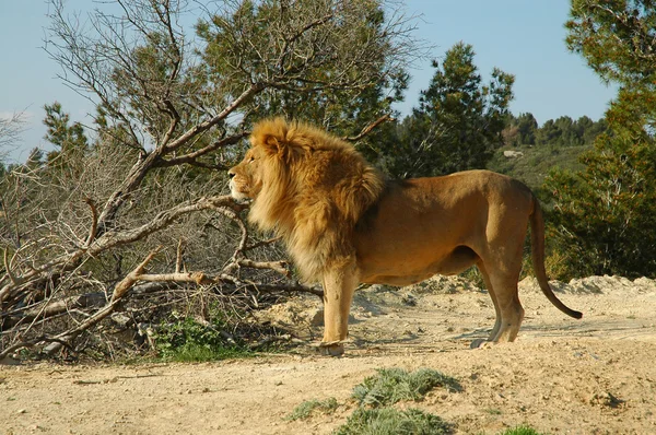 stock image Lion (Panthera leo)