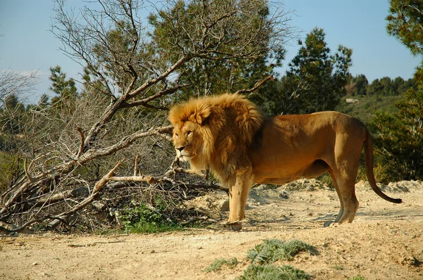 stock image Lion (Panthera leo)