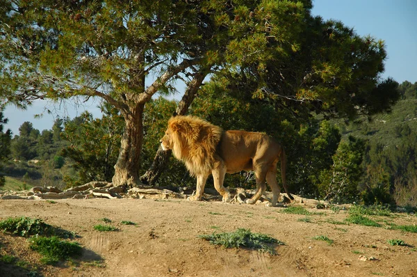 stock image Lion (Panthera leo)