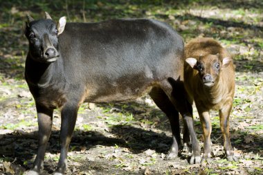 Ova anoas ya da cüce buffalos (Bubalus depressicornis)