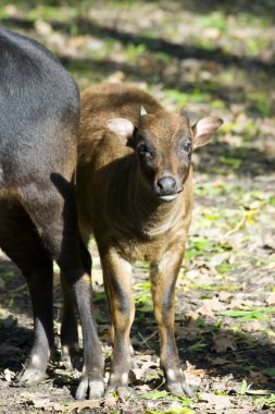 Genç ova anoa ya da cüce manda (Bubalus depressicornis)