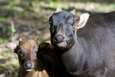 Lowland anoas or dwarf buffalos (Bubalus depressicornis) clipart