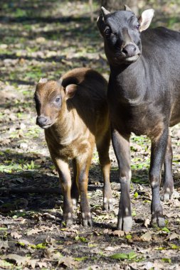 Ova anoas ya da cüce buffalos (Bubalus depressicornis)