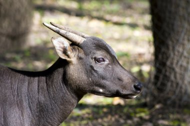 Lowland anoa or dwarf buffalo (Bubalus depressicornis) clipart