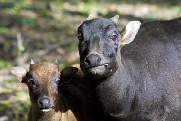 stock image Lowland anoas or dwarf buffalos (Bubalus depressicornis)