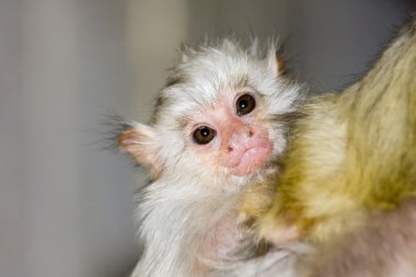 Simli marmoset (Callithrix argentata) bebek