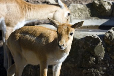 Blackbuck