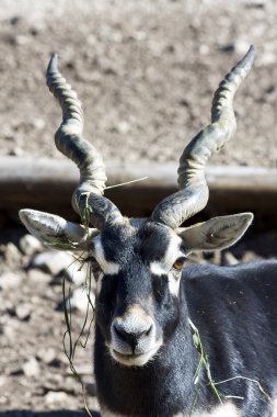 Blackbuck