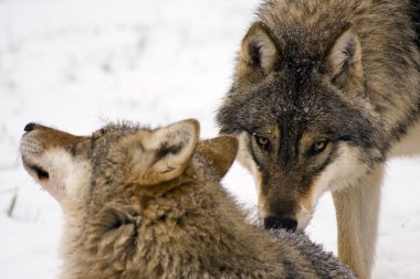 Avrupa gri kurt (Canis lupus)