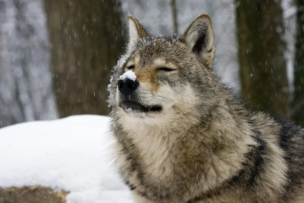 Ευρωπαϊκό-γκρί-λύκος (Canis lupus) — Φωτογραφία Αρχείου