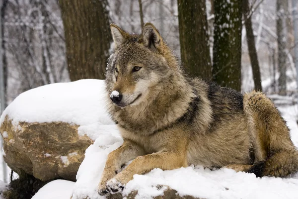ヨーロッパの灰色オオカミ (Canis lupus) — ストック写真