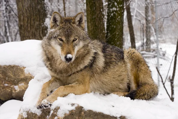 Europäischer Grauwolf (canis lupus)) — Stockfoto