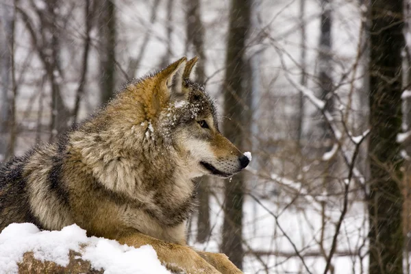 Europese grijze wolf (Canis lupus) — Stockfoto