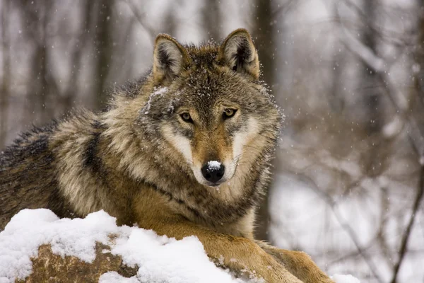 Серый волк (Canis lupus ) — стоковое фото