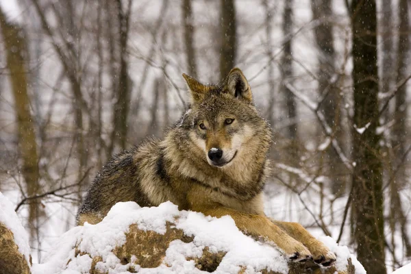 Lobo cinzento europeu (Canis lupus ) — Fotografia de Stock