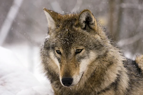 Lobo cinzento europeu (Canis lupus ) — Fotografia de Stock