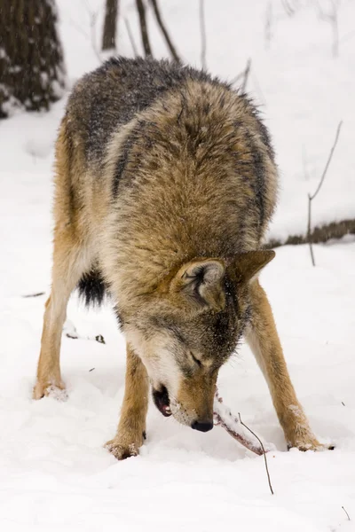Lupo grigio europeo (Canis lupus ) — Foto Stock