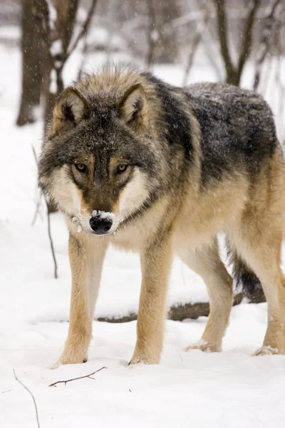 유럽 회색 늑대 (캐이 니스 루 퍼스) — 스톡 사진