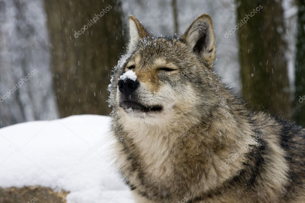 European gray wolf (Canis lupus)
