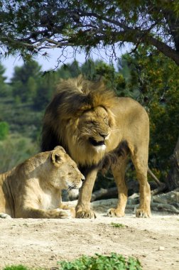 Lion and lioness (Panthera leo) clipart