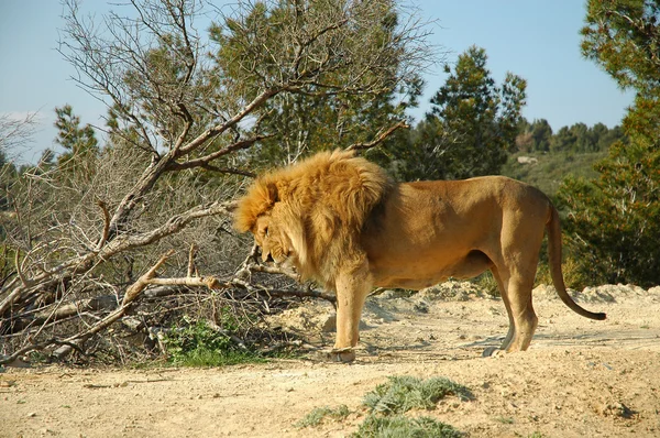 stock image Male lion (Panthera leo)