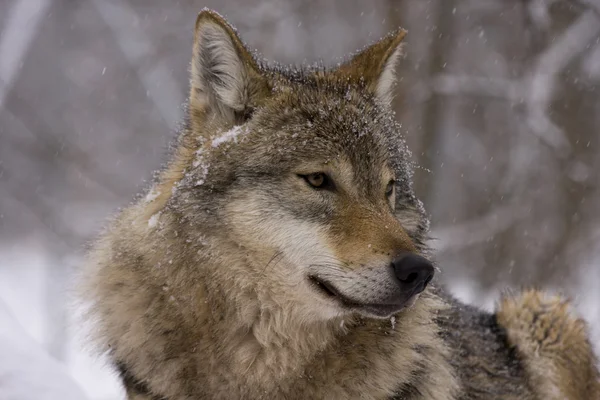 Europese grijze wolf (Canis lupus) — Stockfoto