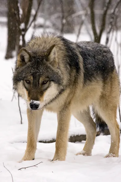 Lobo gris europeo (Canis lupus ) —  Fotos de Stock