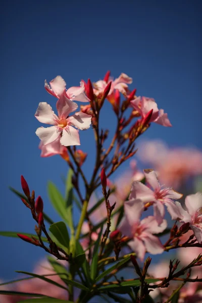 pembe kır çiçeği