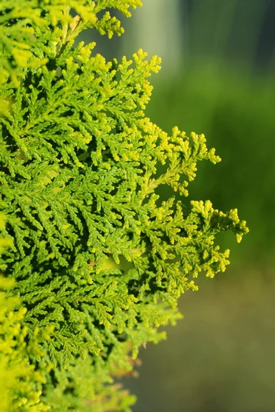 Pinus Leaf lähikuva — kuvapankkivalokuva