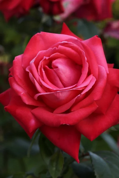 stock image Blooming Red Roses