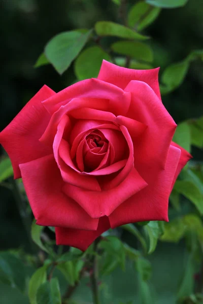 Stock image Blooming Red Roses