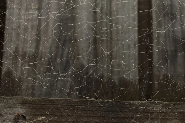 Messy Spider Web sur bois — Photo