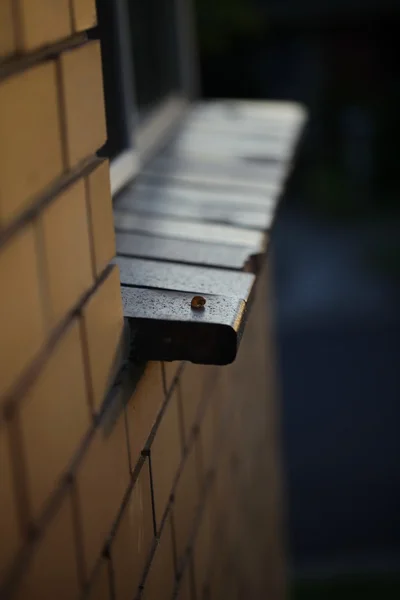 婴儿蜗牛由砖墙与窗口 — 图库照片