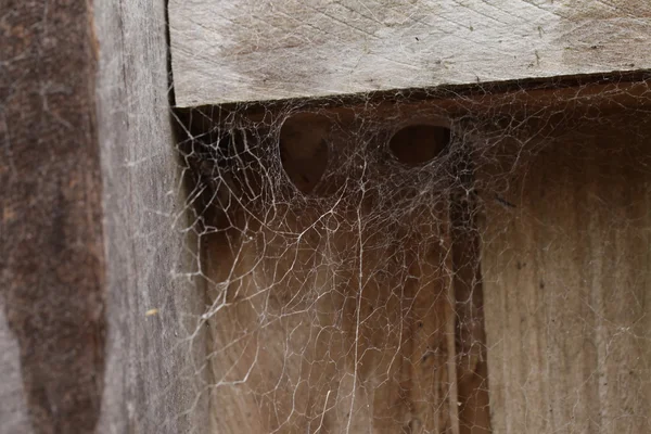 Teia de aranha bagunçada em madeira — Fotografia de Stock