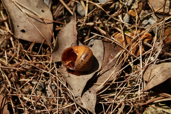 stock image Snail Shell on top of Dead Leaf