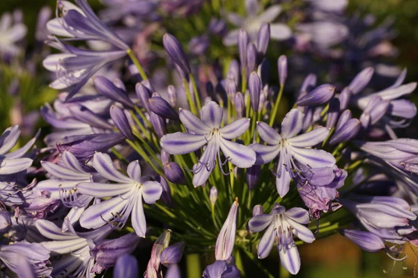 紫色的野生花卉 图库图片