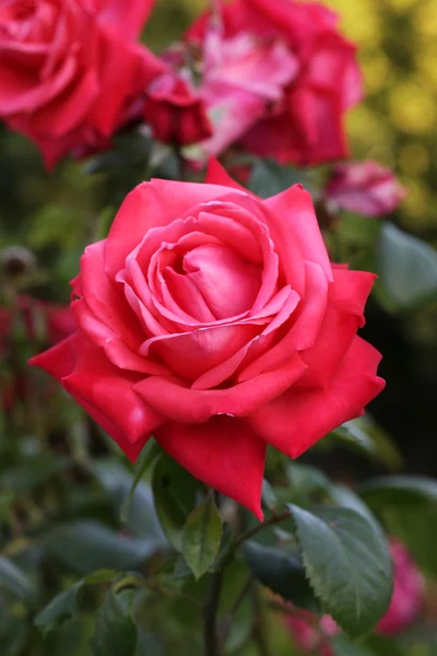 Ανθισμένα τριαντάφυλλα κόκκινα Εικόνα Αρχείου