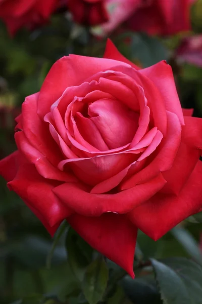 Blühende rote Rosen Stockbild