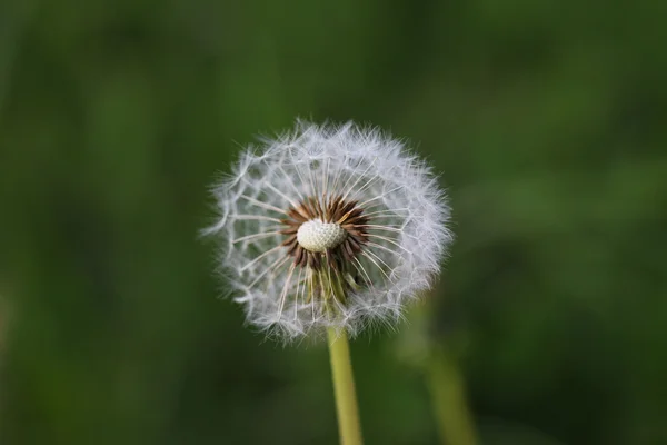 stock image Spring Flower in the Garden