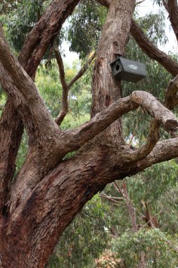 A Wooden Bird's House on Top of the Tree Branches Shaped like a clipart