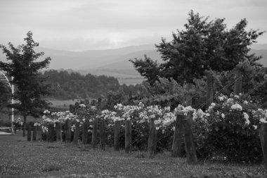 şarap imalathaneleri veya Avustralya'da üzüm bağları