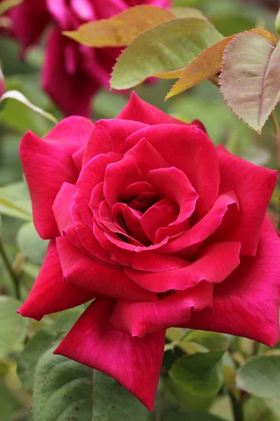 stock image Blooming Red Roses